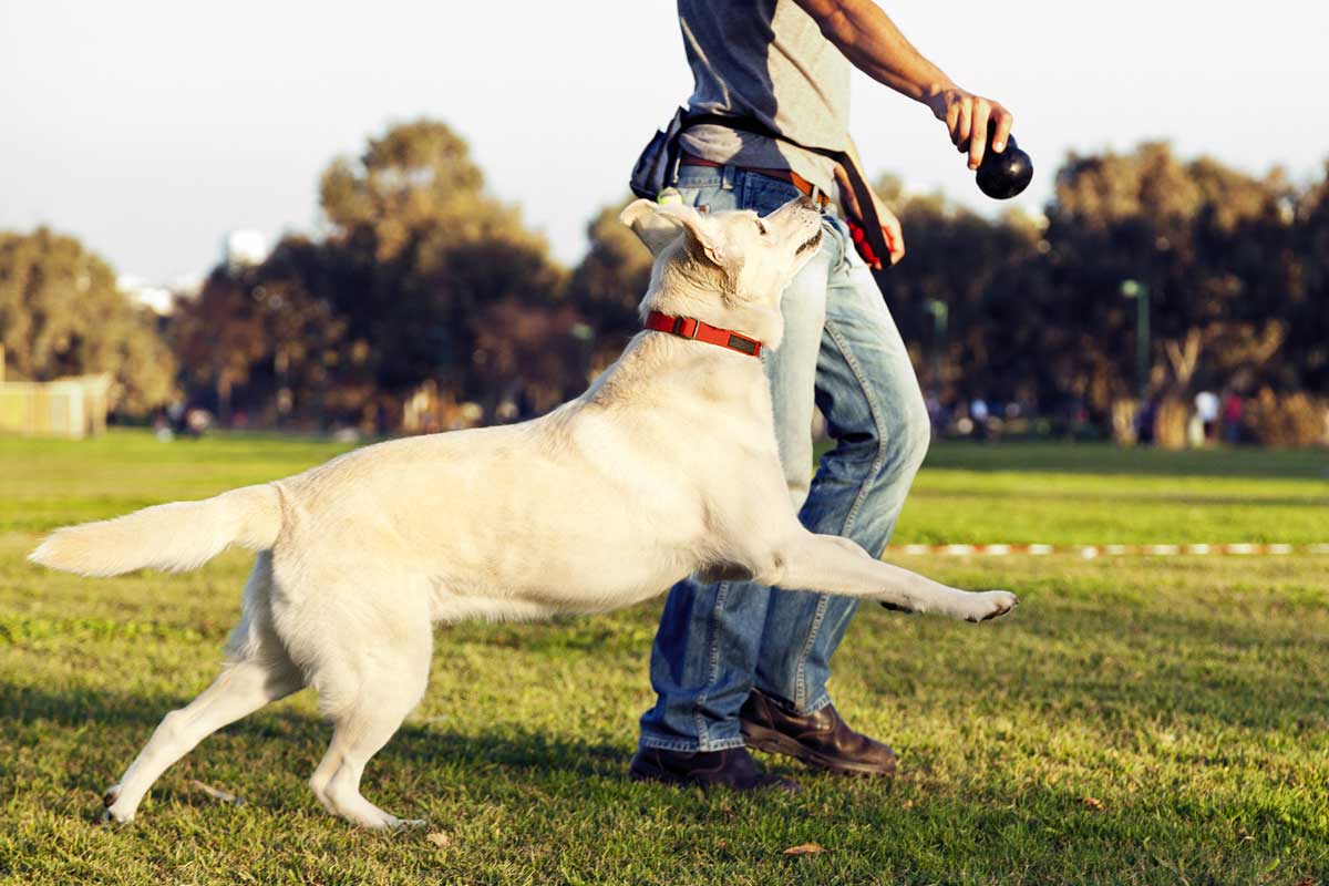 man playing with dog at park